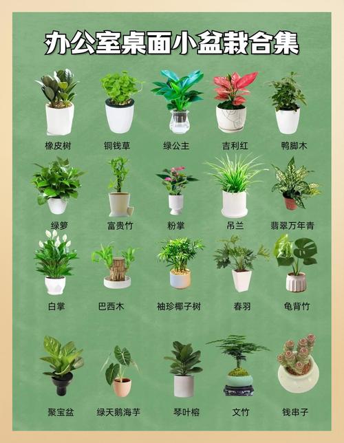 常见盆栽树种有哪些？看图识名！-第1张图片-吾爱花网