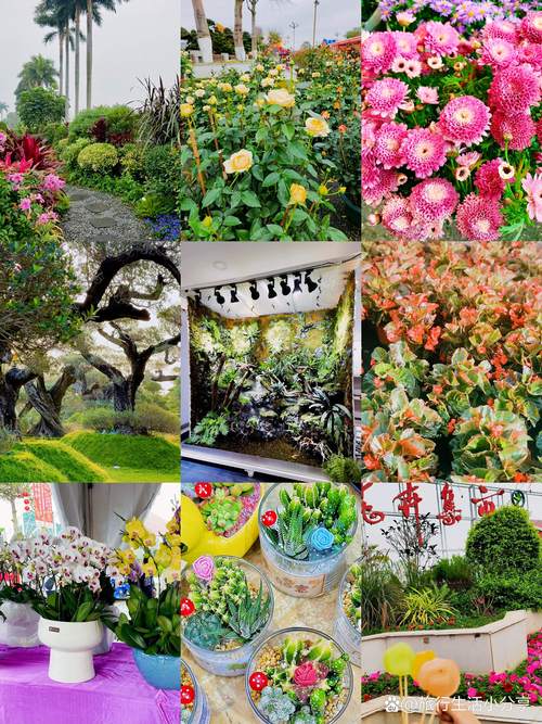 陈村哪里能买到盆栽？-第1张图片-吾爱花网