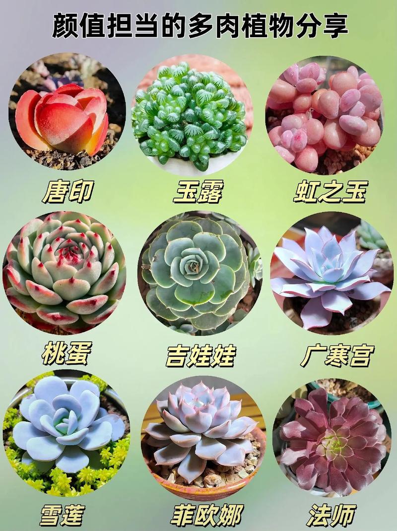 大型多肉植物图鉴大全有哪些品种？-第2张图片-吾爱花网