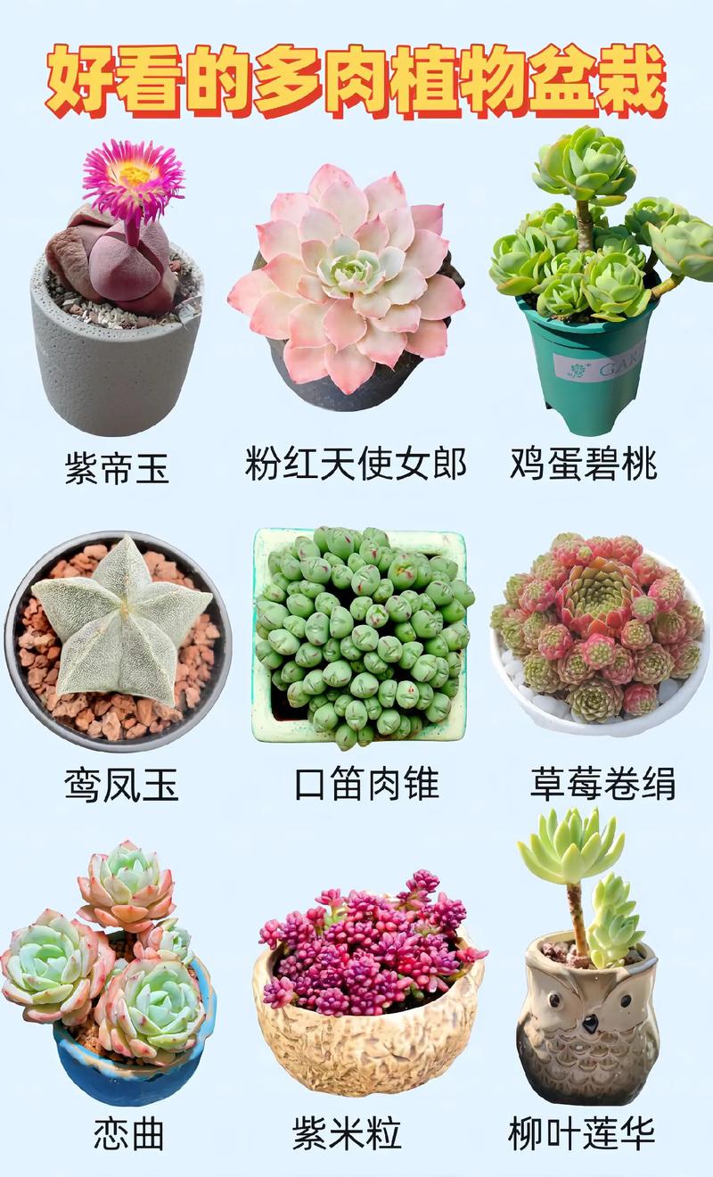 大型多肉植物图鉴大全有哪些品种？-第3张图片-吾爱花网