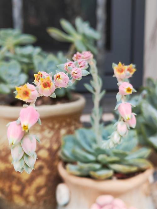 多肉植物到底多久才会开花呀？-第1张图片-吾爱花网