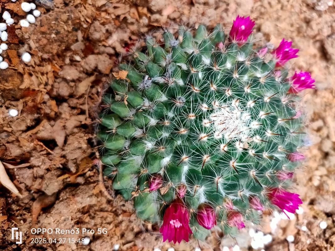 多肉植物到底多久才会开花呀？-第3张图片-吾爱花网