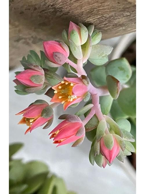 多肉植物到底多久才会开花呀？-第2张图片-吾爱花网