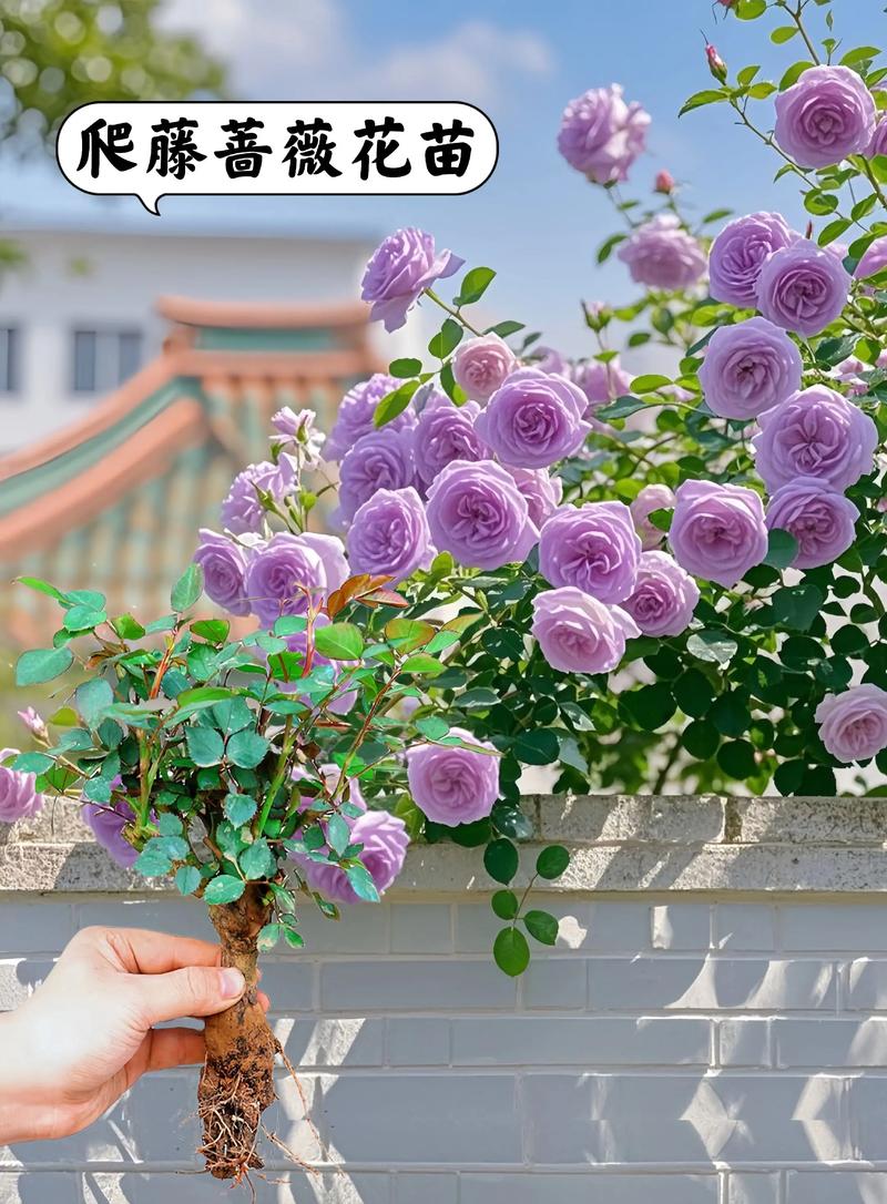 月季盆栽真的不行吗？-第1张图片-吾爱花网