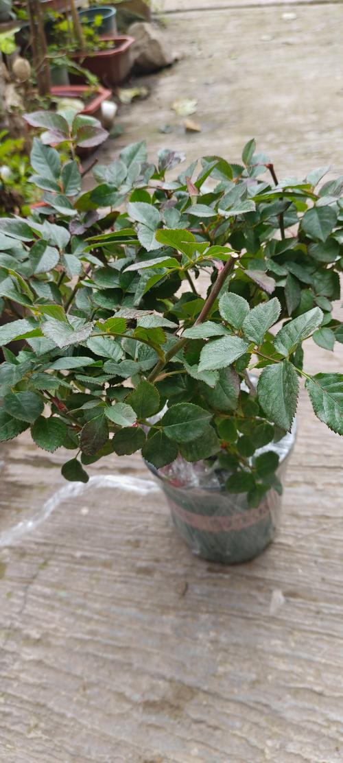 月季盆栽真的不行吗？-第2张图片-吾爱花网