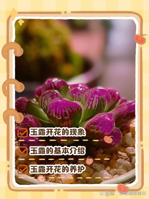 多肉开花过程图片欣赏-第3张图片-吾爱花网