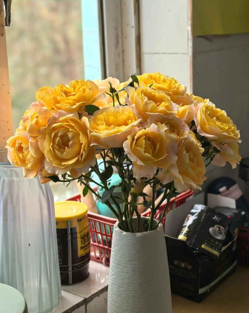 盆栽黄玫瑰怎么养才开花？-第2张图片-吾爱花网