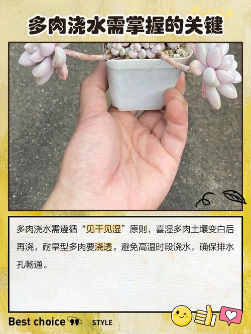 多肉植物秋季怎么施肥-第1张图片-吾爱花网