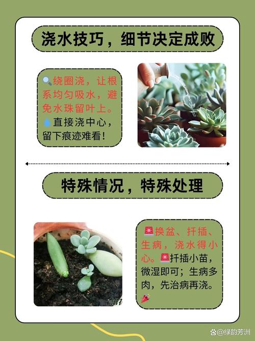 多肉植物秋季怎么施肥-第2张图片-吾爱花网