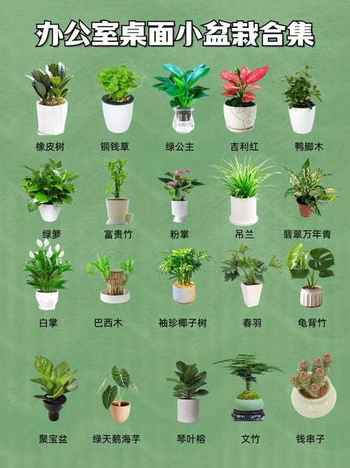 最常见的盆栽图片大全-第1张图片-吾爱花网