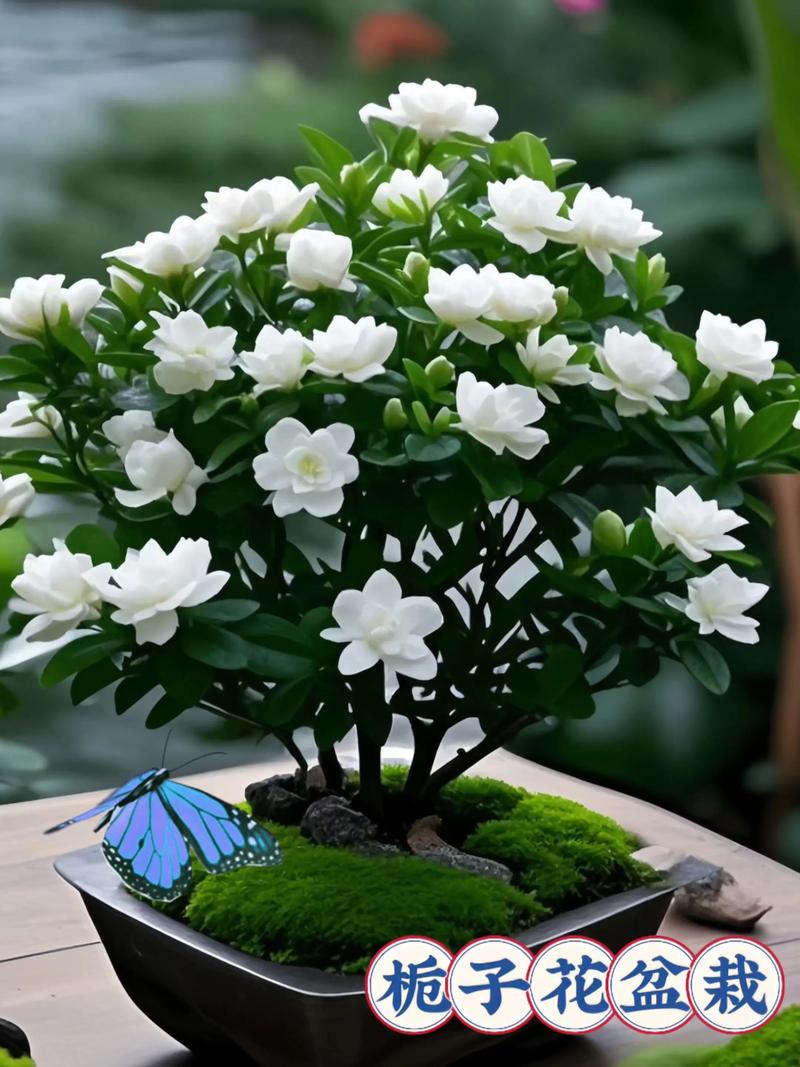 最常见的盆栽图片大全-第2张图片-吾爱花网