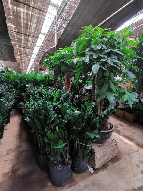 济南哪里有卖植物盆栽-第1张图片-吾爱花网