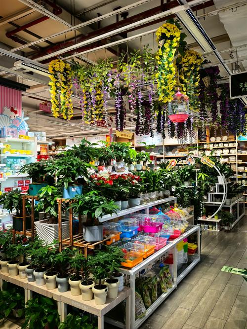 济南哪里有卖植物盆栽-第2张图片-吾爱花网
