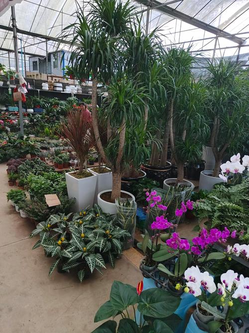 济南哪里有卖植物盆栽-第3张图片-吾爱花网