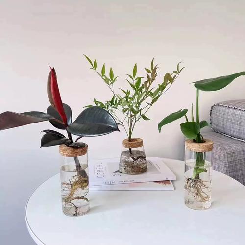 橡皮树夏天可以水培吗-第2张图片-吾爱花网