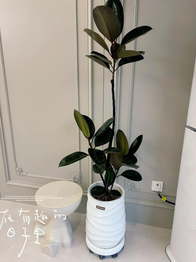 橡皮树夏天可以水培吗-第1张图片-吾爱花网