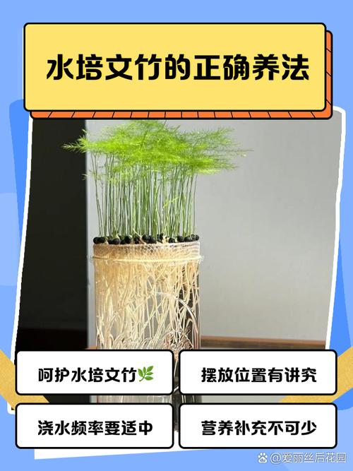 水培文竹到底能不能晒太阳？-第1张图片-吾爱花网