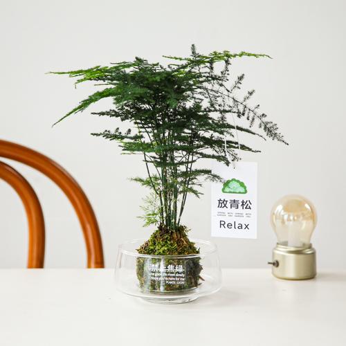 水培文竹到底能不能晒太阳？-第2张图片-吾爱花网