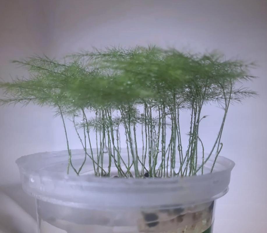 水培文竹到底能不能晒太阳？-第3张图片-吾爱花网