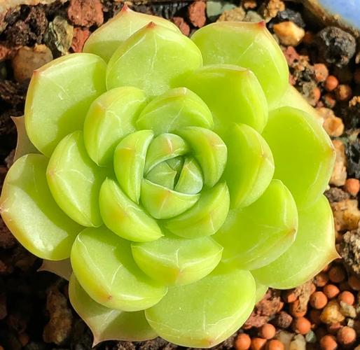 哪些多肉叶子能轻松成活？-第1张图片-吾爱花网