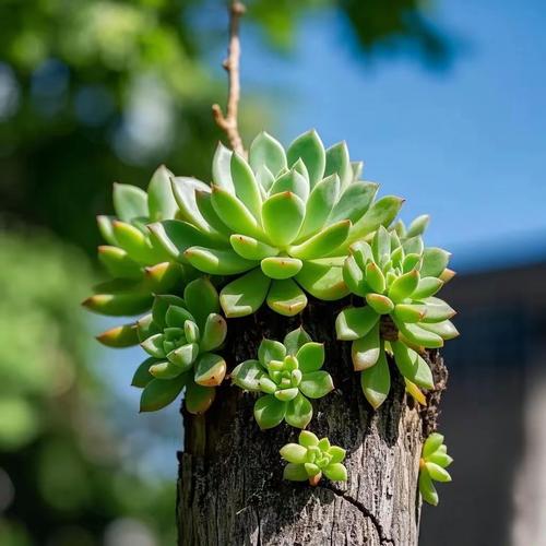 哪些多肉叶子能轻松成活？-第2张图片-吾爱花网