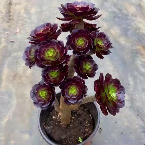 哪些多肉叶子能轻松成活？-第3张图片-吾爱花网