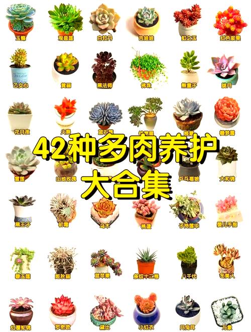 卢浮宫多肉怎么养才爆盆？-第2张图片-吾爱花网