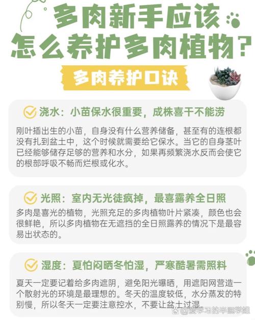 卢浮宫多肉怎么养才爆盆？-第3张图片-吾爱花网