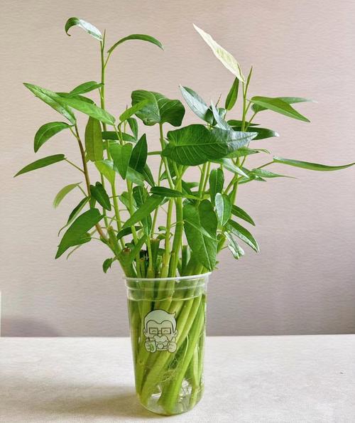 水培白菜一定会开花吗？-第1张图片-吾爱花网