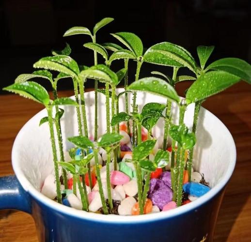 水培白菜一定会开花吗？-第2张图片-吾爱花网