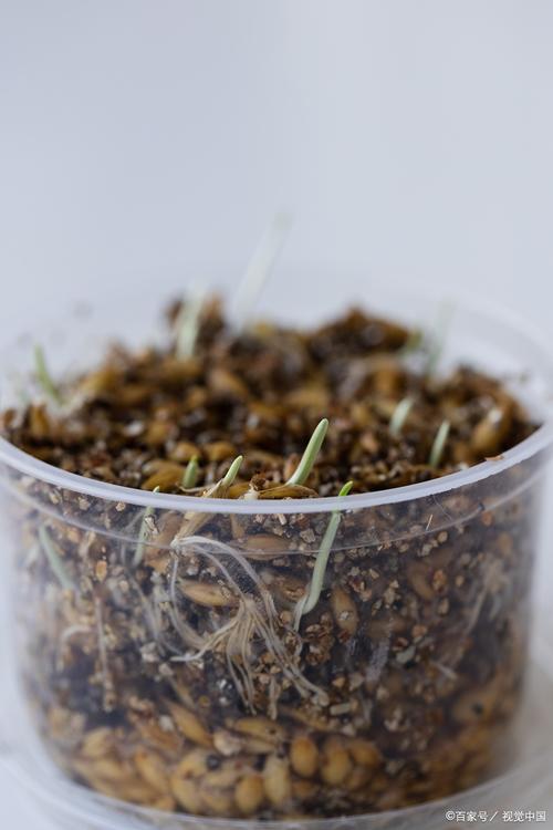 盆栽土里现小虫子，咋办？-第1张图片-吾爱花网