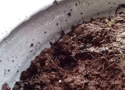 盆栽土里现小虫子，咋办？-第2张图片-吾爱花网