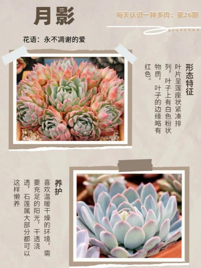 多肉花卉植物名称图片有哪些？-第2张图片-吾爱花网