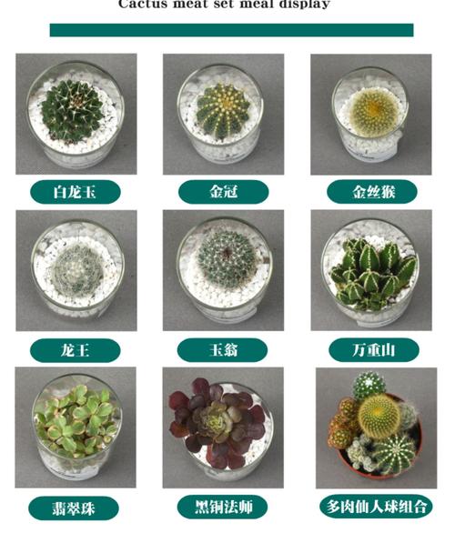 多肉花卉植物名称图片有哪些？-第3张图片-吾爱花网