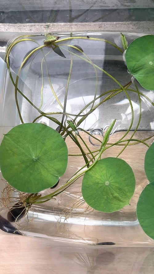 碗莲水培叶子干枯是何原因？-第1张图片-吾爱花网