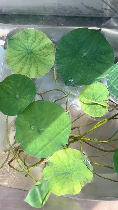 碗莲水培叶子干枯是何原因？-第2张图片-吾爱花网
