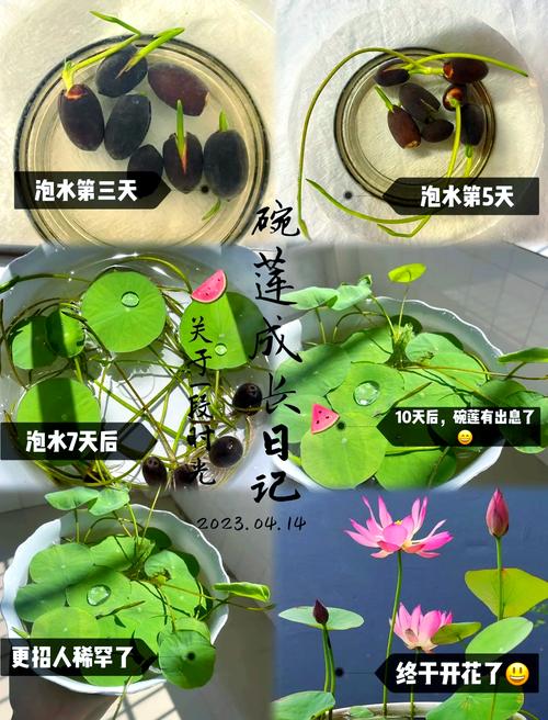碗莲水培叶子干枯是何原因？-第3张图片-吾爱花网