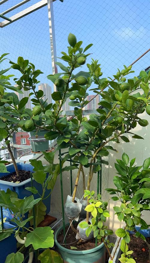 柠檬盆栽移栽最佳时间是什么时候？-第1张图片-吾爱花网