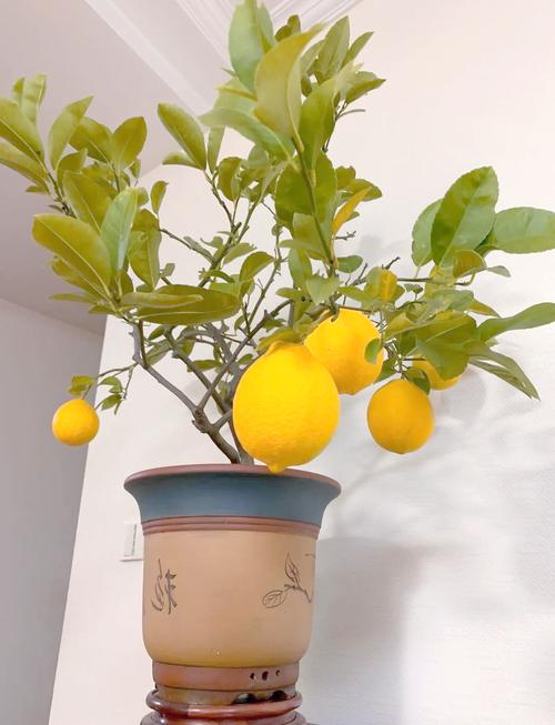 柠檬盆栽移栽最佳时间是什么时候？-第2张图片-吾爱花网