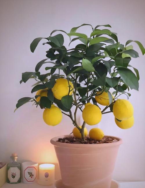 柠檬盆栽移栽最佳时间是什么时候？-第3张图片-吾爱花网