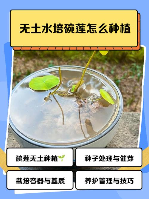水培碗莲种子用啥土？还是根本不用土？-第1张图片-吾爱花网