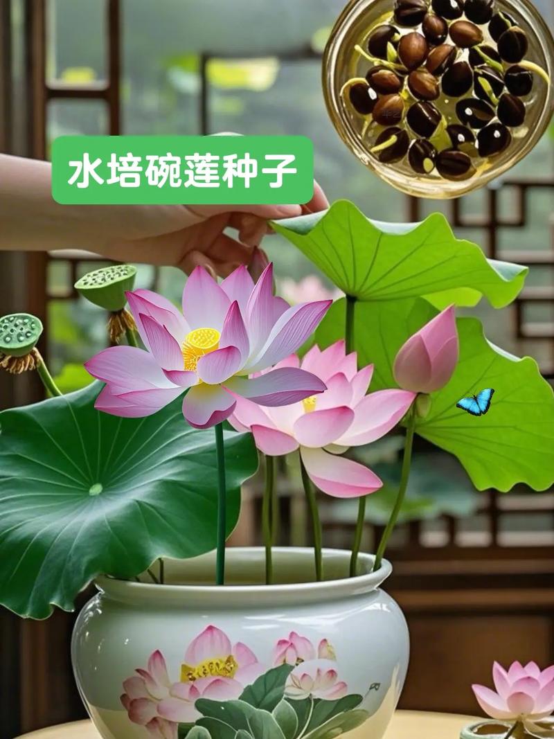 水培碗莲种子用啥土？还是根本不用土？-第2张图片-吾爱花网