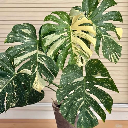 卧室放哪种绿植最合适？-第2张图片-吾爱花网