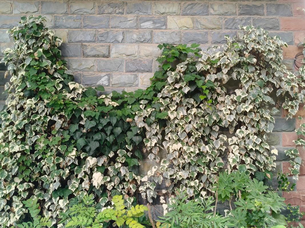 花叶常春藤水培黏液是什么？-第1张图片-吾爱花网