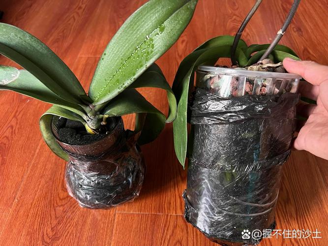 花叶常春藤水培黏液是什么？-第2张图片-吾爱花网