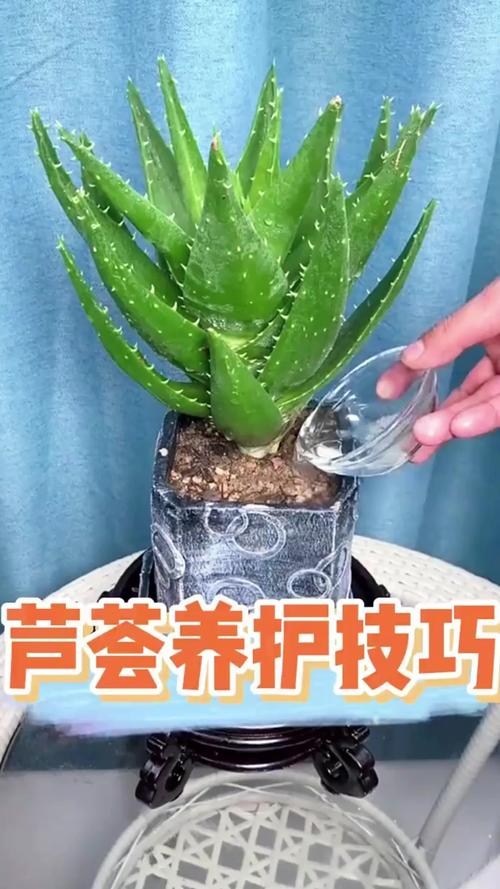 水培芦荟啥时候加营养液合适？-第2张图片-吾爱花网