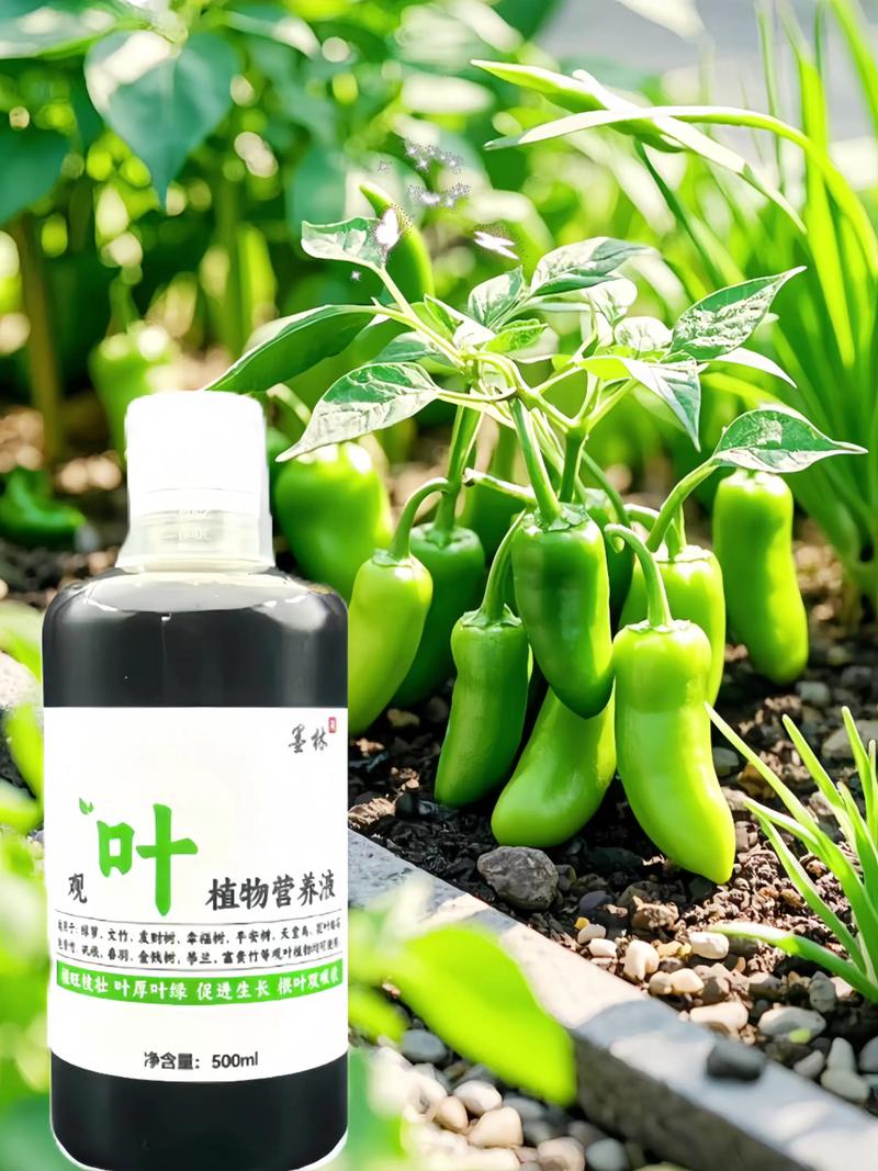 水培芦荟啥时候加营养液合适？-第3张图片-吾爱花网