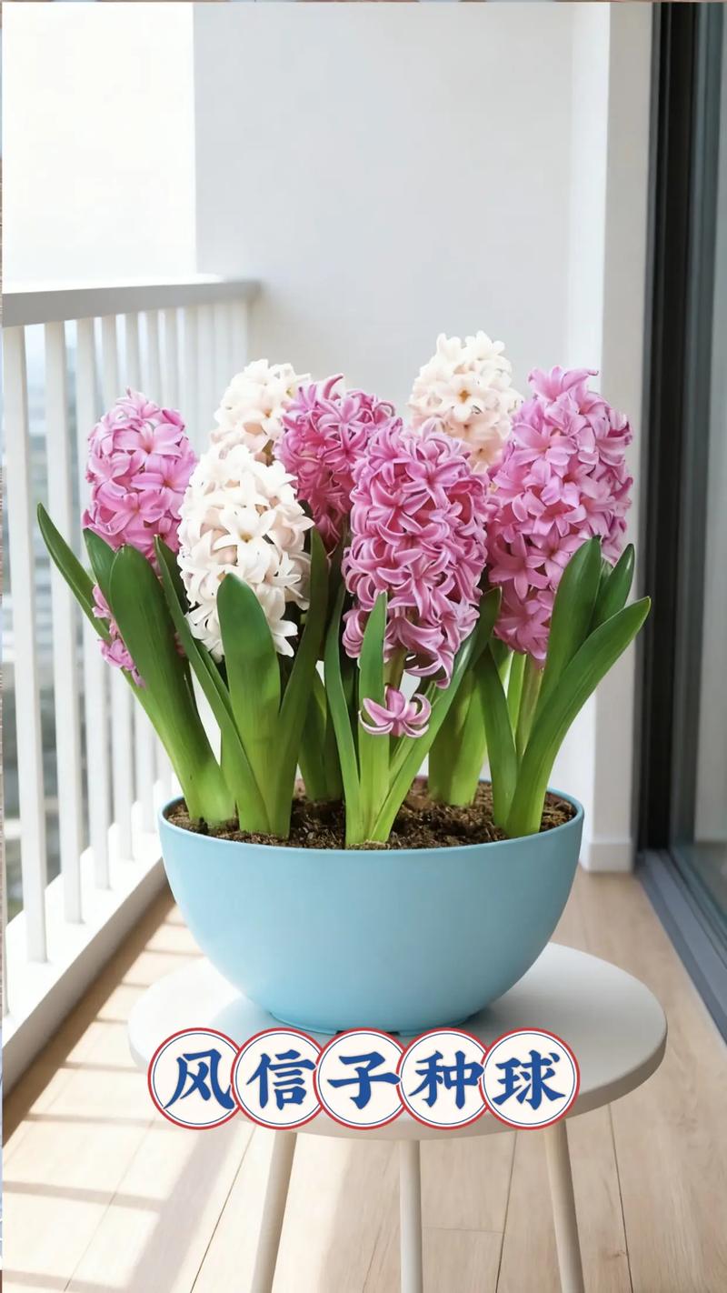 水培风信子春秋还是冬季养好？-第1张图片-吾爱花网