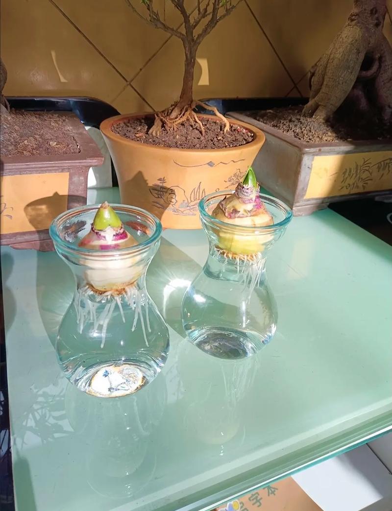 水培风信子春秋还是冬季养好？-第2张图片-吾爱花网