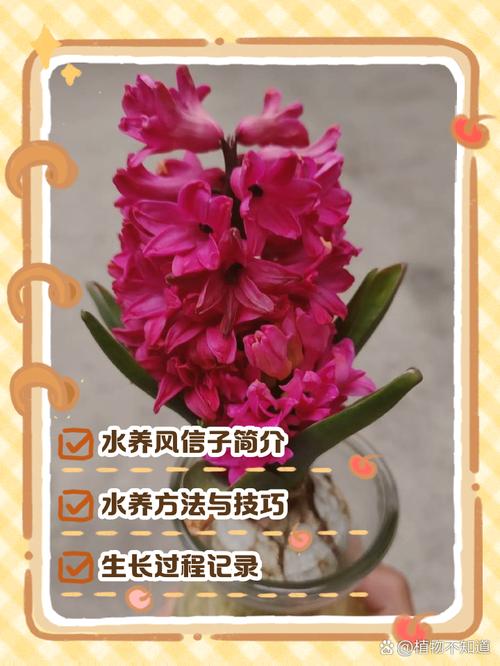 水培风信子春秋还是冬季养好？-第3张图片-吾爱花网